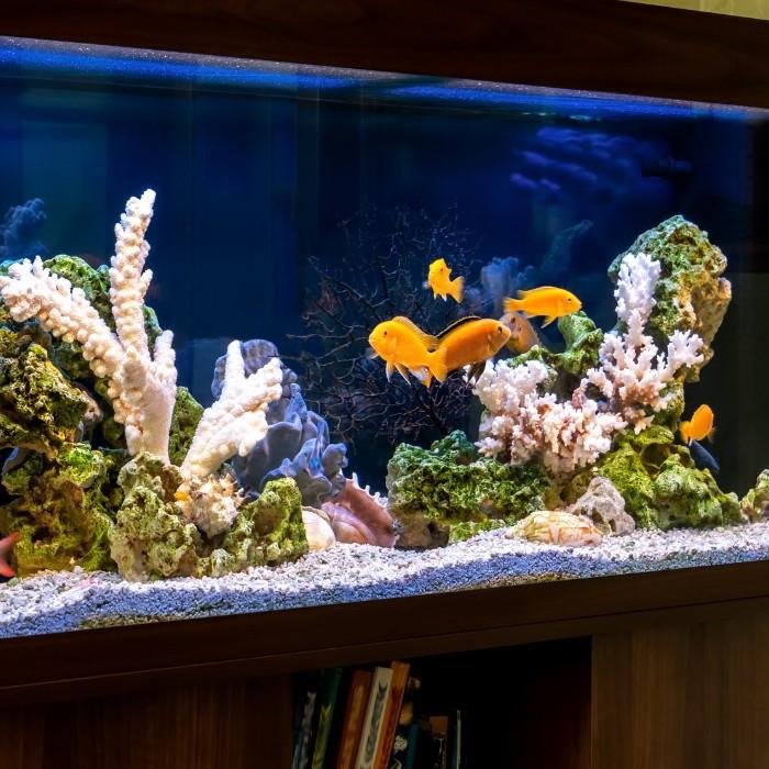 Aquariums