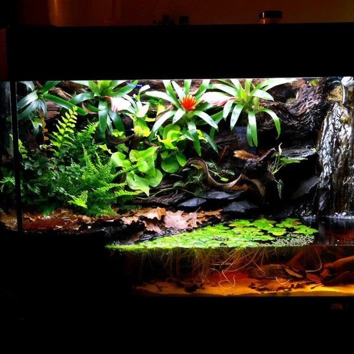 Paludariums