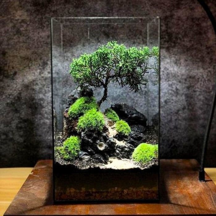 terrariums