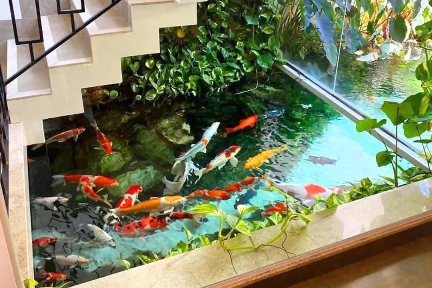 indoor koi ponds