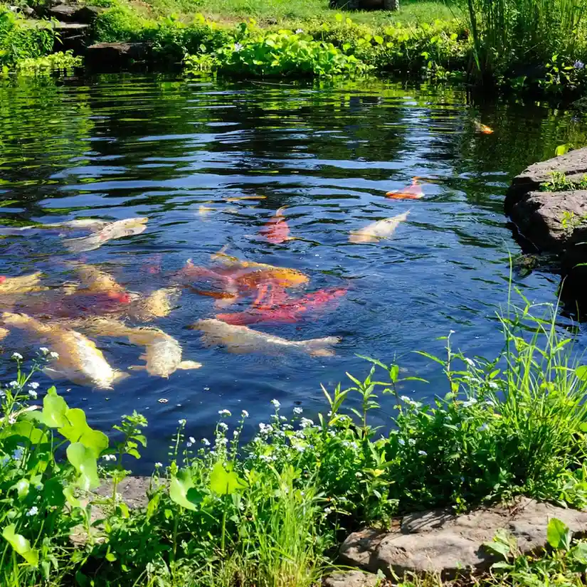 koi pond